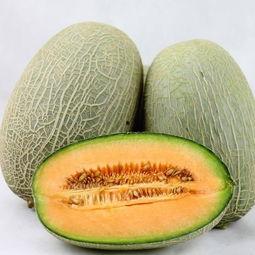 你们吃哈密瓜吗,探寻新疆瓜果的魅力