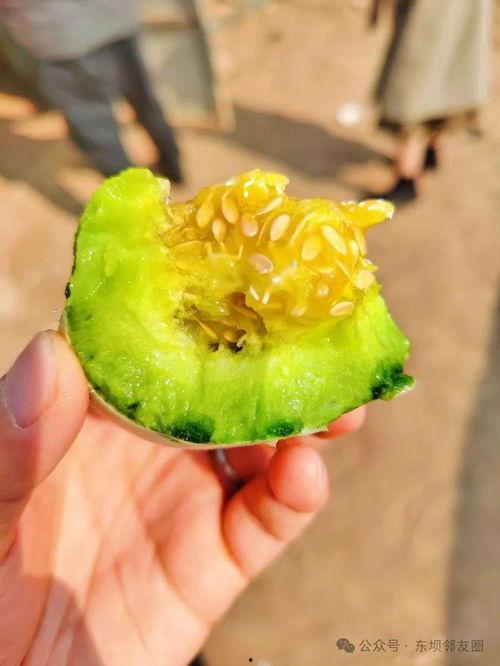 嫩皮瓜怎么吃,解锁美味新体验