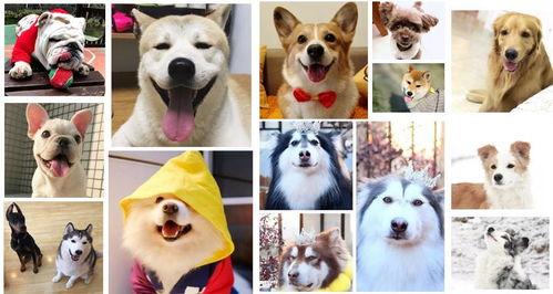 网红狗摩卡,网红狗的明星之路