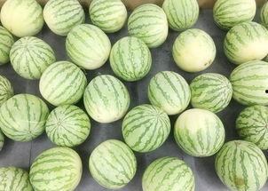 瓜摔碎了一地吃瓜的,吃瓜群众惊呼不已