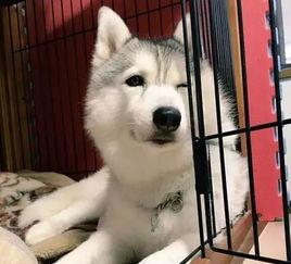 眯眼笑网红,揭秘网络红人的魅力与影响力