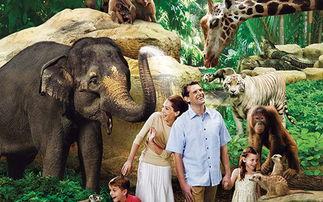 海南动物园爆料视频播放,萌宠互动引网友热议