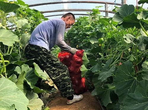 小瓜多久蒸熟了吃,美味熟食，尽在掌握