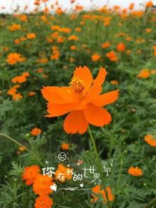 花影素馨头条,探寻花影素馨背后的美丽故事与独特魅力