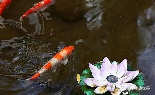 锦鲤吃瓜小说全文阅读,穿越古代的甜蜜复仇之旅