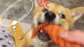 狗狗撅屁股吃瓜,撅屁股吃瓜萌态十足