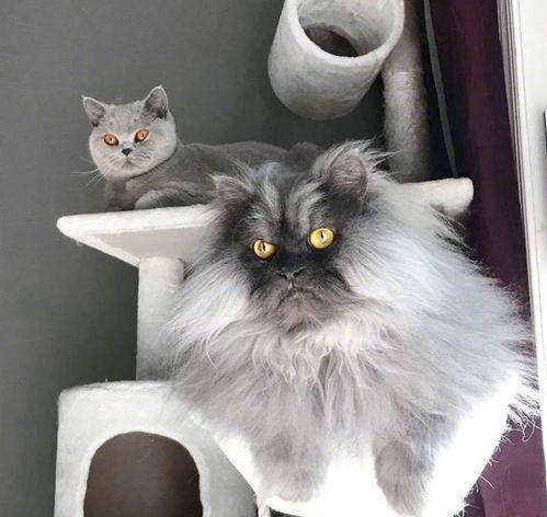 网红蝉猫,网络红人的崛起与影响力