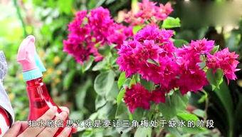 娱乐吃瓜酱三角梅,吃瓜酱视角下的娱乐圈三角关系揭秘